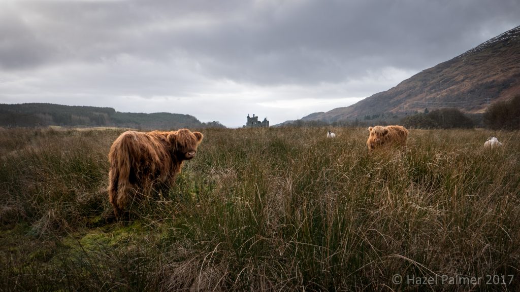 Highland Cows and Castle Ruins