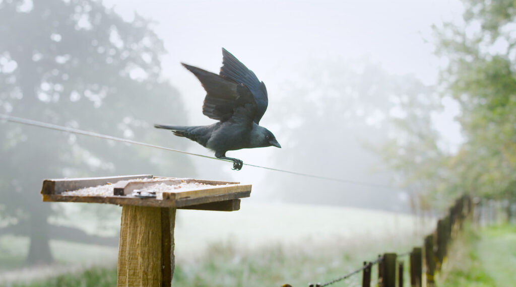 a jackdaw balances precariously on a long wire above a bird feeding table
