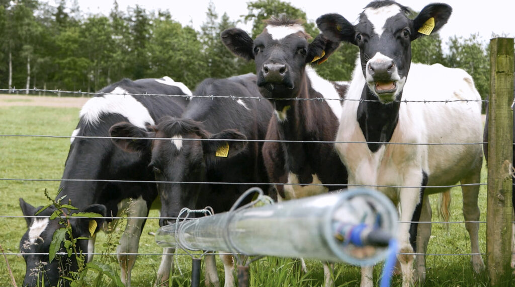4 cows pulling faces over a fence with perspex audio-recording tube in foreground